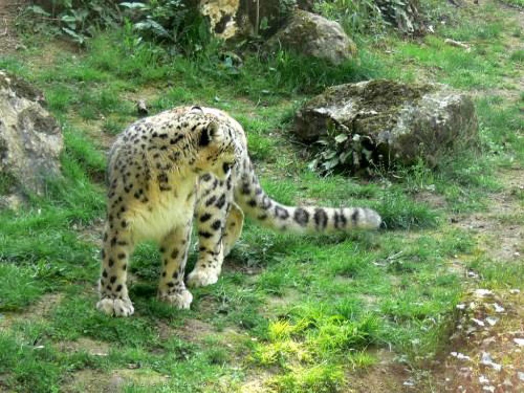 149 BIO PARC DE DOUE LA FONTAINE 3- 2016_000015.jpg